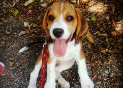 Beagle Allevamento Snoopylandia