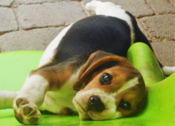 Beagle Allevamento Snoopylandia