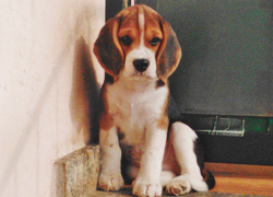 Beagle Allevamento Snoopylandia