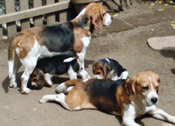 Beagle Allevamento Snoopylandia