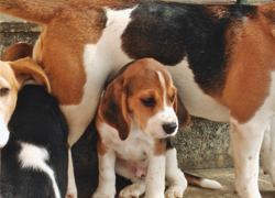 Beagle Allevamento Snoopylandia