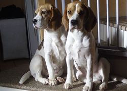 Beagle Allevamento Snoopylandia