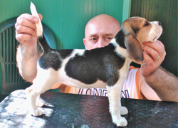 Beagle Allevamento Snoopylandia