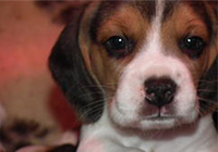 Beagle Cuccioli Snoopylandia