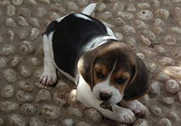 Beagle Cuccioli Snoopylandia