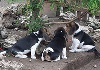 Beagle Cuccioli Snoopylandia