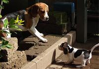 Beagle Cuccioli Snoopylandia