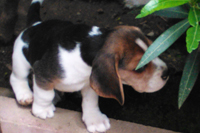 Beagle Snoopylandia