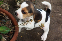 Beagle Snoopylandia