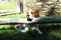 Beagle Snoopylandia