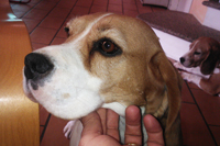 Beagle Snoopylandia