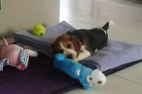 Beagle Snoopylandia