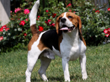 Jack Daniel Beagle Snoopylandia