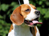 Jack Daniel Beagle Snoopylandia