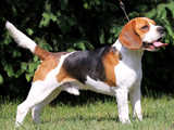 Jack Daniel Beagle Snoopylandia