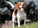 Jack Daniel Beagle Snoopylandia