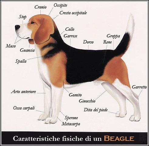 Schema Morfologico Beagle