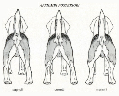 Standard Arti Posteriori Beagle