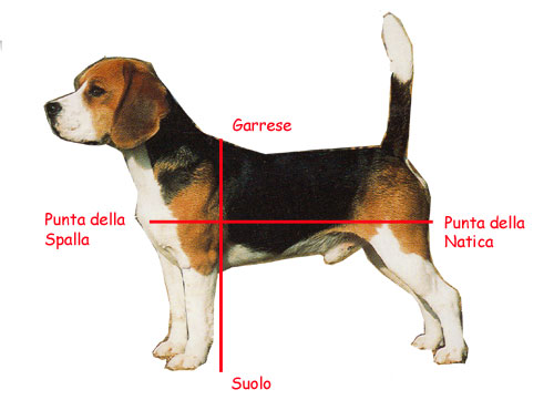 Standard Altezza Beagle