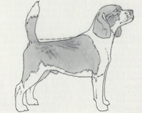 Standard Difetti Beagle - dorsale rampante