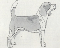 Standard Difetti Beagle - angolazione arti