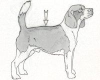 Standard Difetti Beagle - cifosi