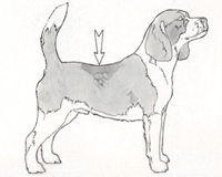 Standard Difetti Beagle - lordosi