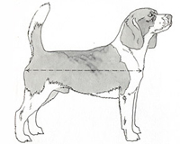 Standard Difetti Beagle - tronco lungo