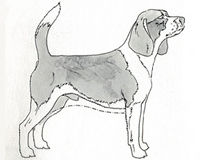 Standard Difetti Beagle - insieme leggero