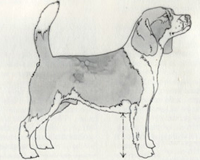 Standard Difetti Beagle - basso su arti
