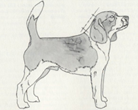 Standard Difetti Beagle - collo corto