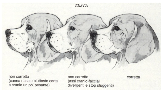 Standard Testa Beagle