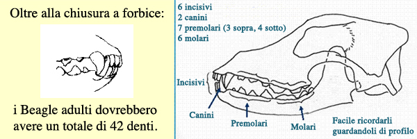 Denti e Assi Cranio Beagle