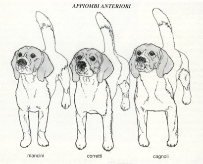 Standard Arti Anteriori Beagle